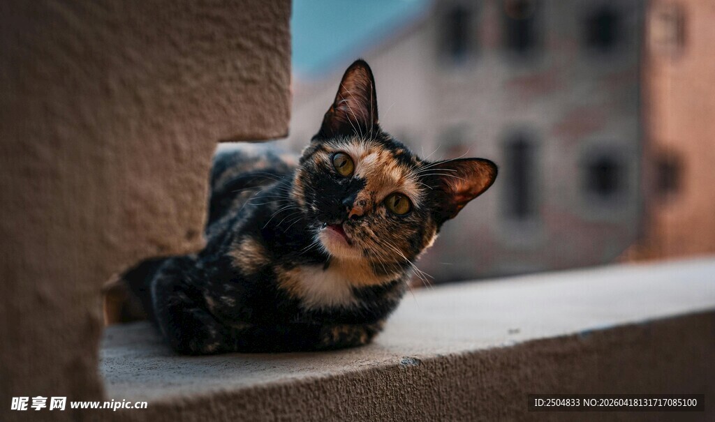 窗边慵懒三色猫