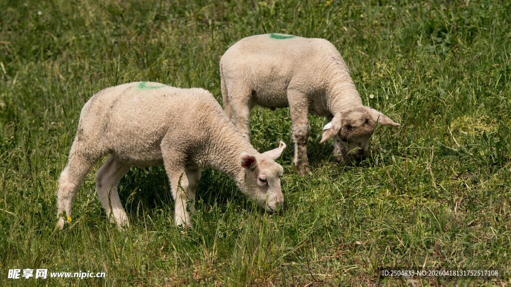 草地上的两只可爱小羊羔