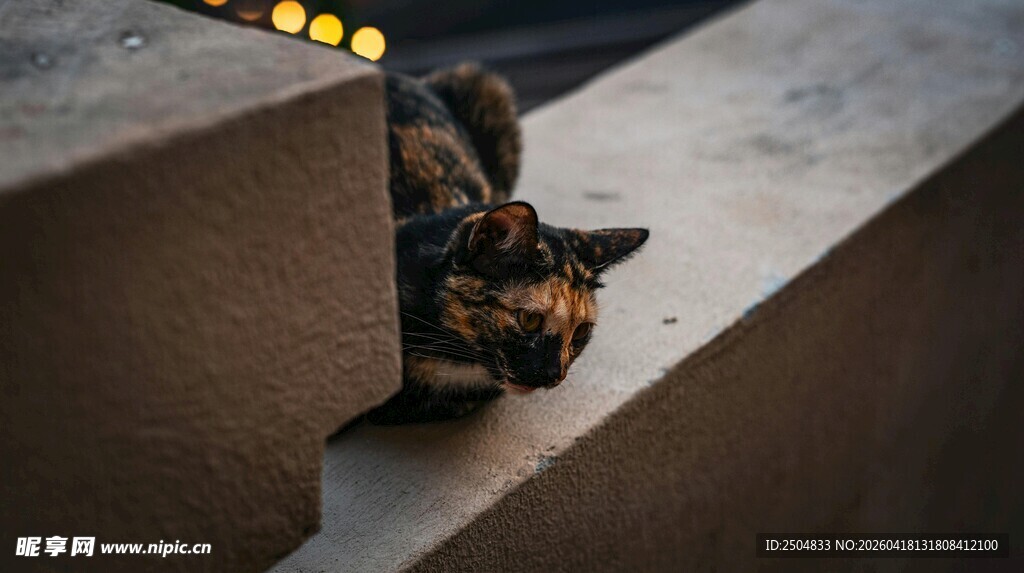墙角处的迷彩猫咪