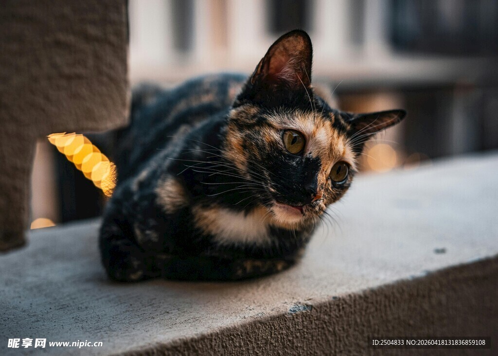 慵懒猫咪趴卧在石台上