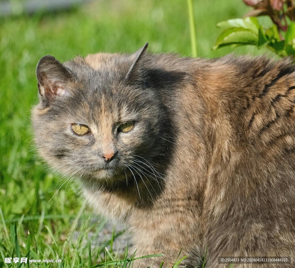 草地上的灰毛猫咪