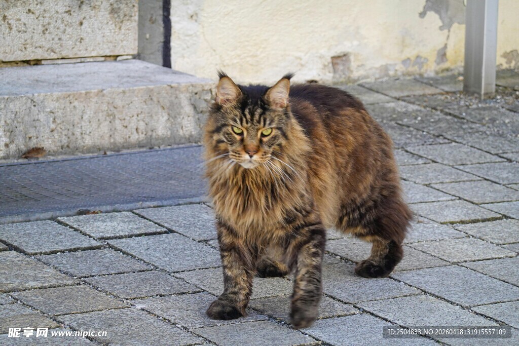 漫步街头的长毛猫咪