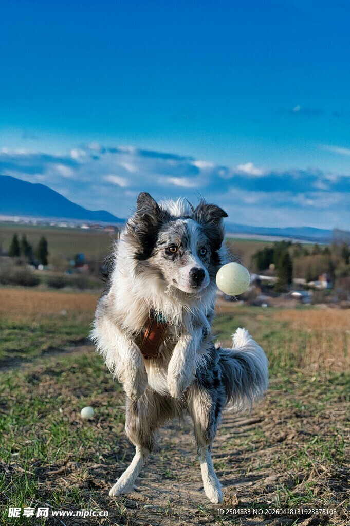 边牧草地欢快玩飞盘