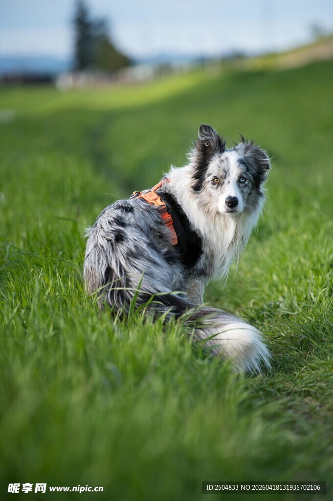 草地上的可爱边牧犬