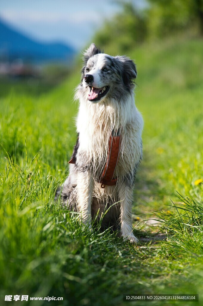 草地上的帅气边牧犬