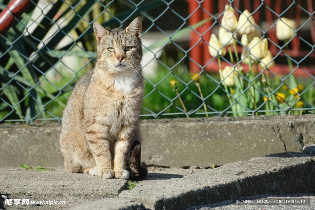 户外独坐的棕色猫咪