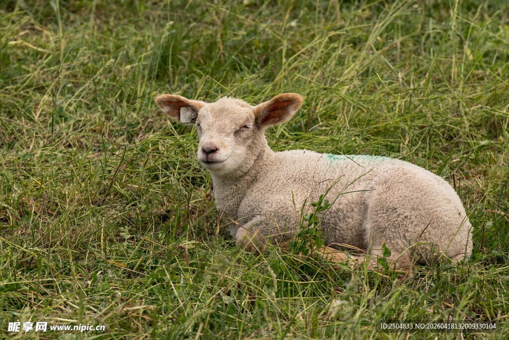 草地上休憩的小羊羔