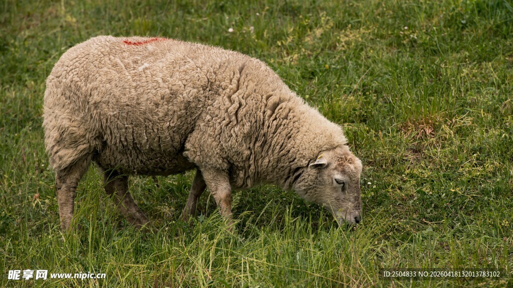 草地中的吃草绵羊