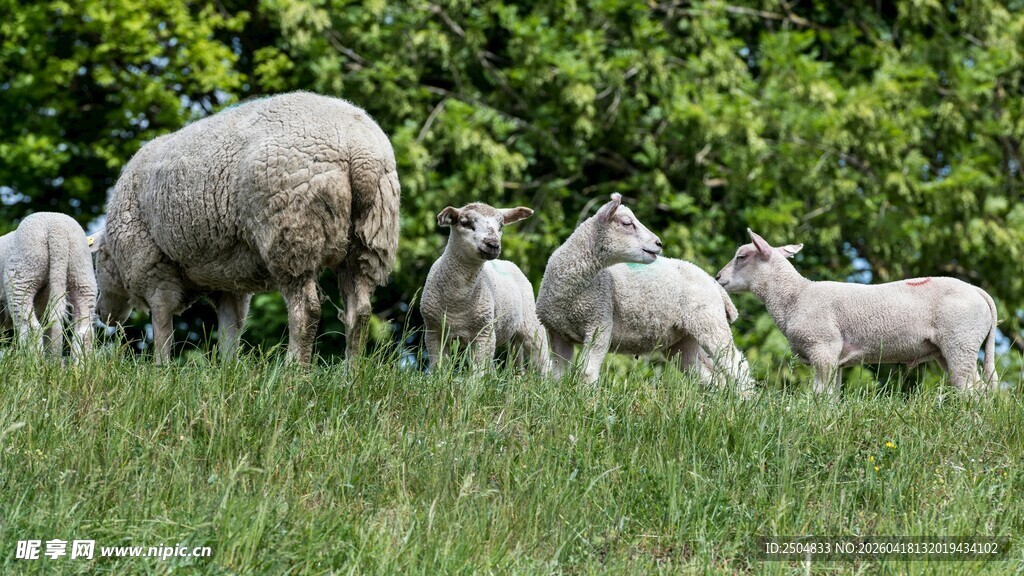 草地上的羊群与小羊羔