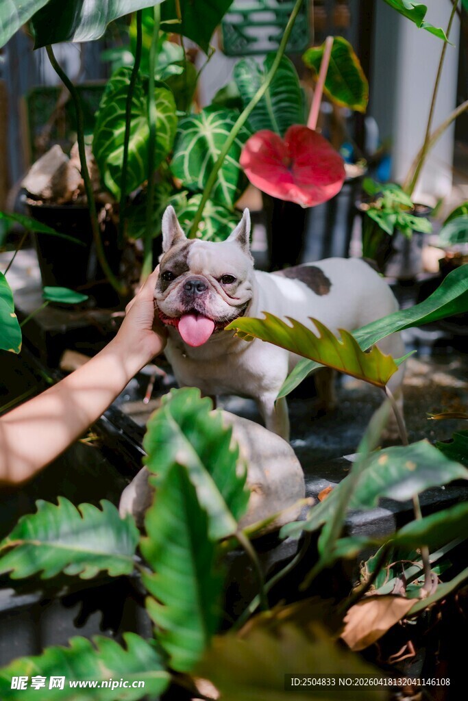 猫咪在绿植中被轻抚