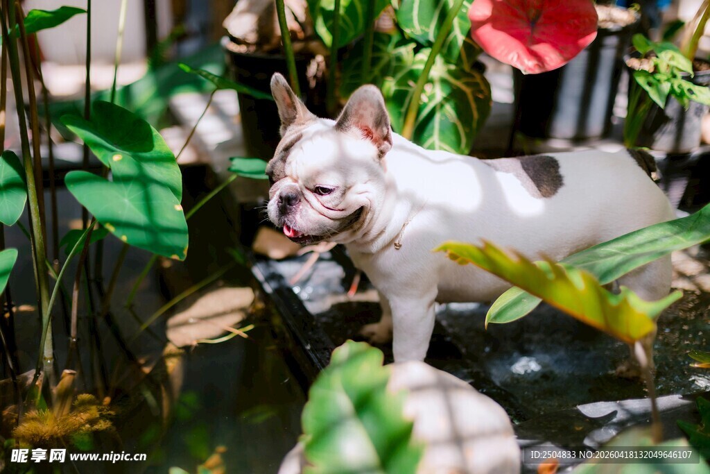 白狗狗于绿植间的可爱瞬间
