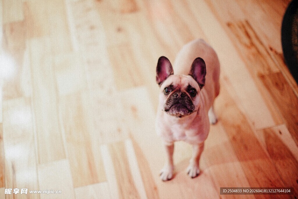 可爱法斗站立木地板上