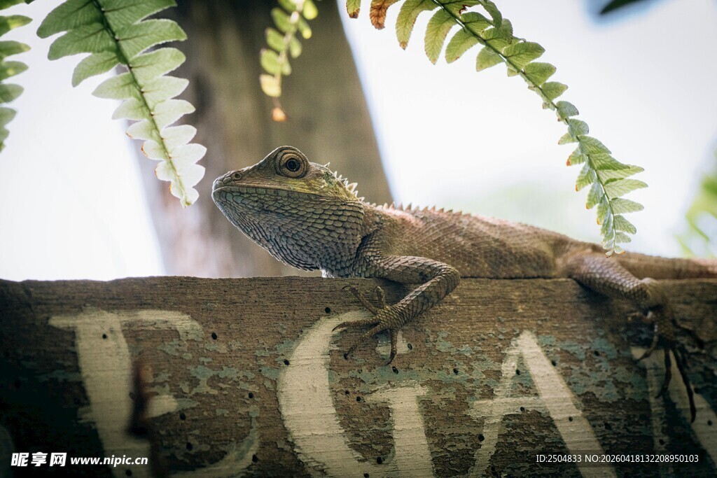栖息于字母旁的蜥蜴