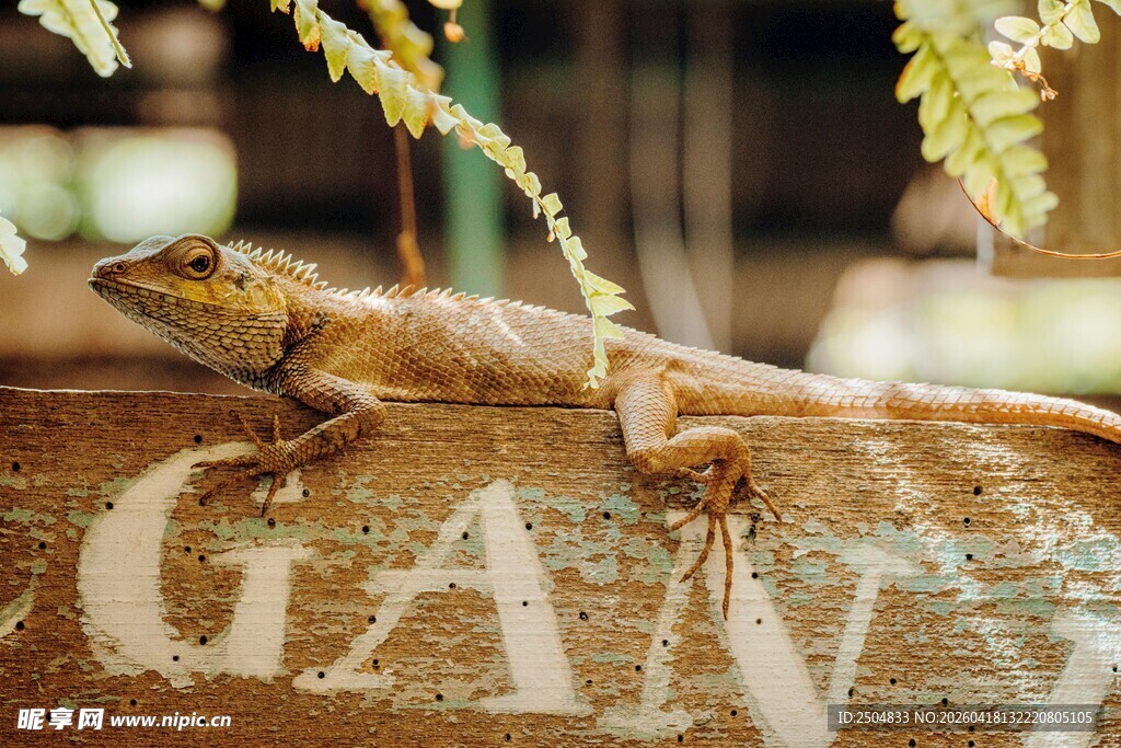 栖息于木上的蜥蜴