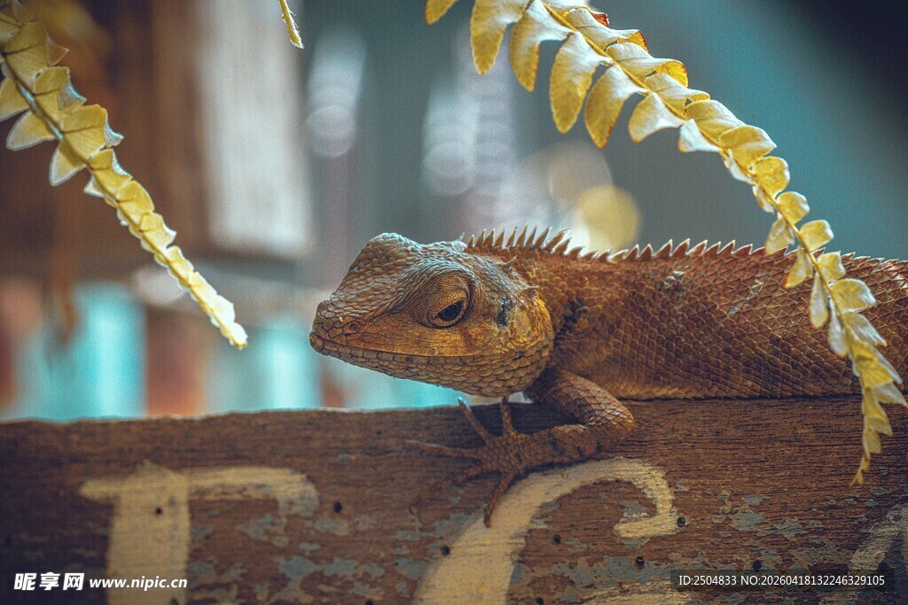 蜥蜴栖息于带字母的木头上