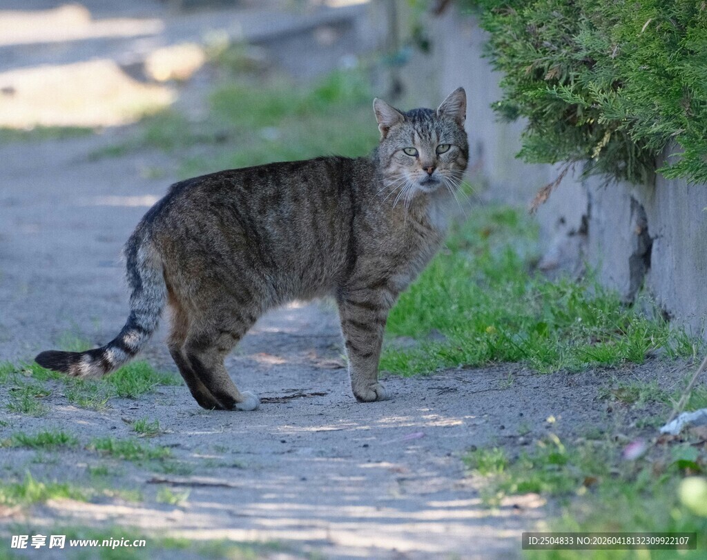 小路上的斑纹猫咪