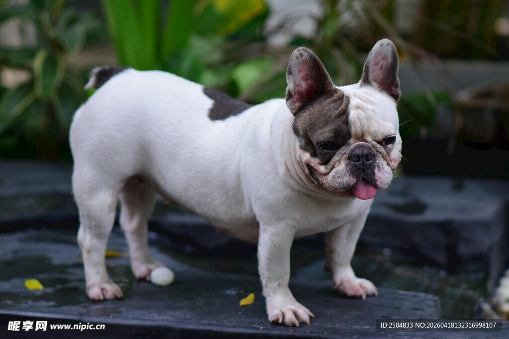 可爱法国斗牛犬站立瞬间