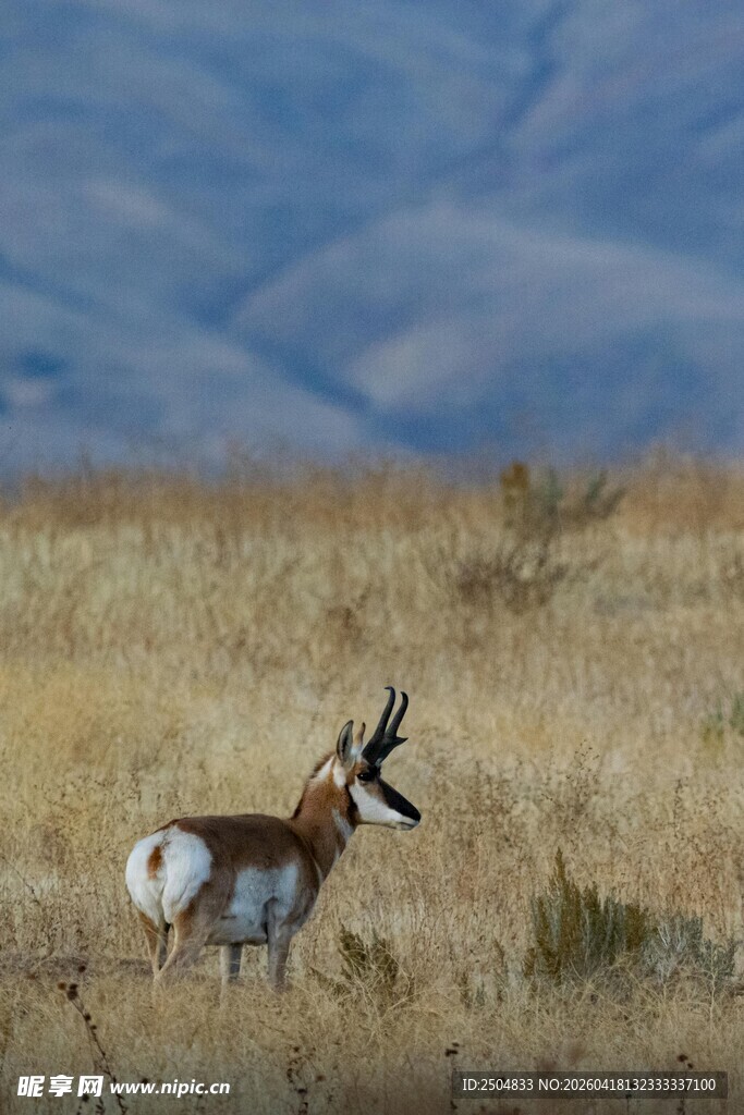 草原上独行的叉角羚