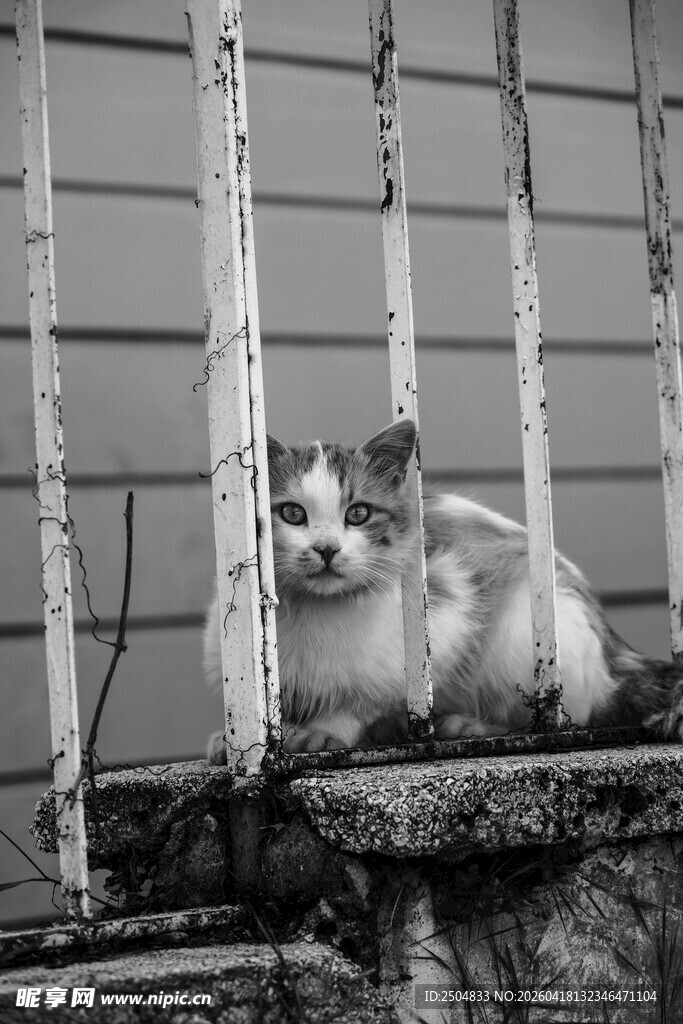 窗边探头的可爱猫咪