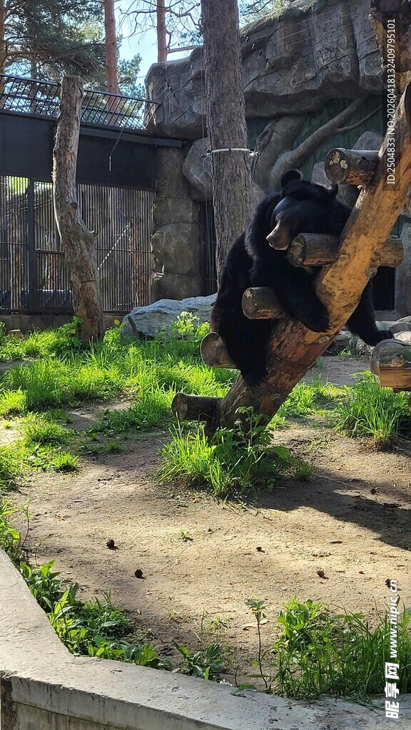 黑熊在户外攀爬场景