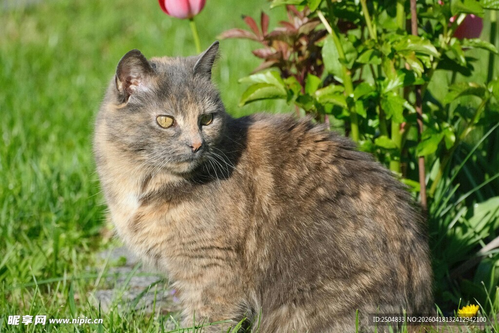 草地上的可爱猫咪