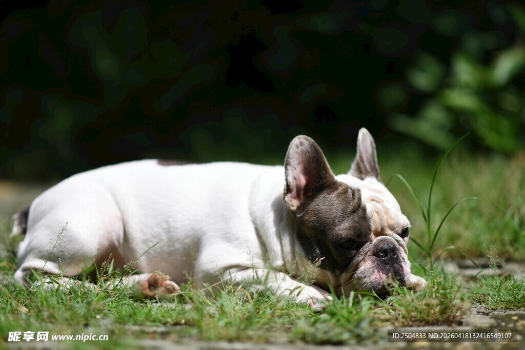法国斗牛犬草地休憩