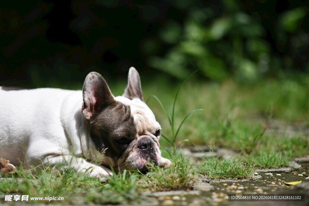 趴着的法国斗牛犬