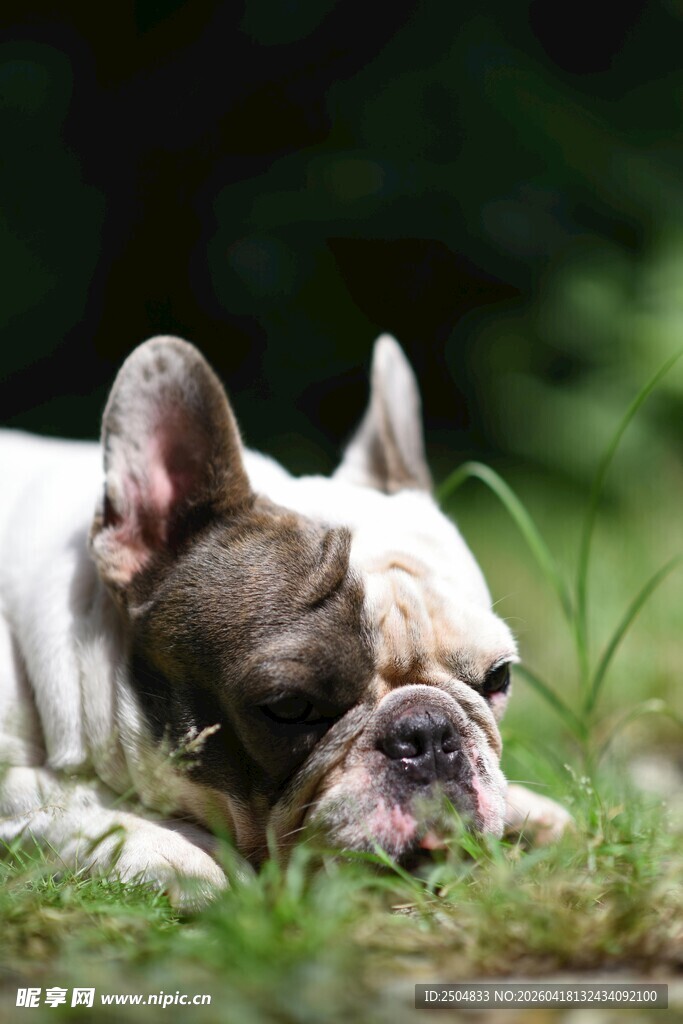 趴着的法国斗牛犬