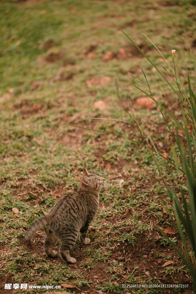 草地上的猫咪
