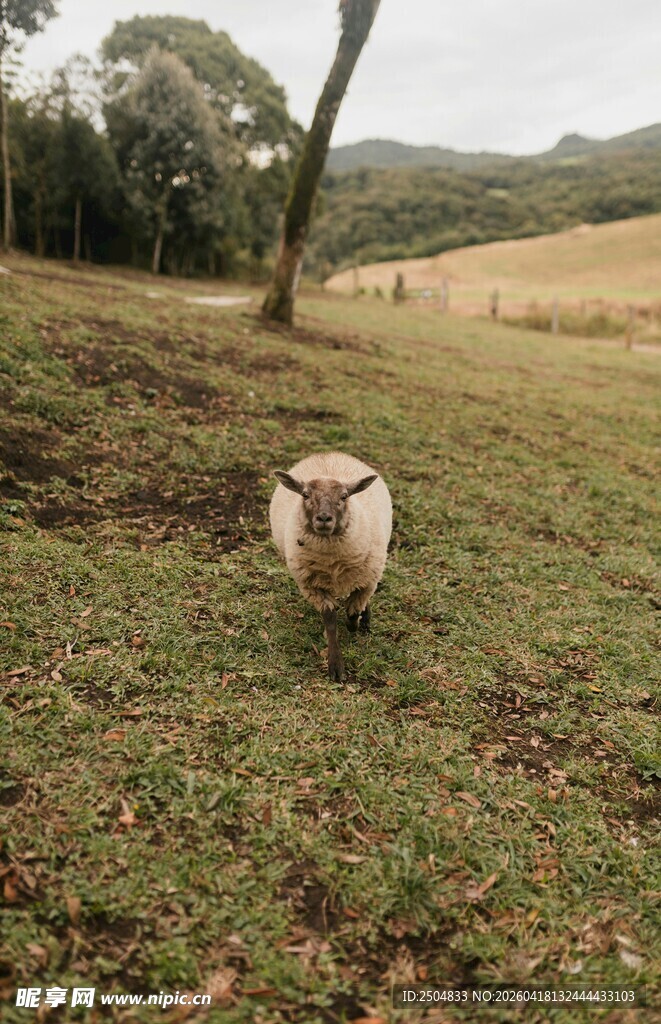 草地上的羊