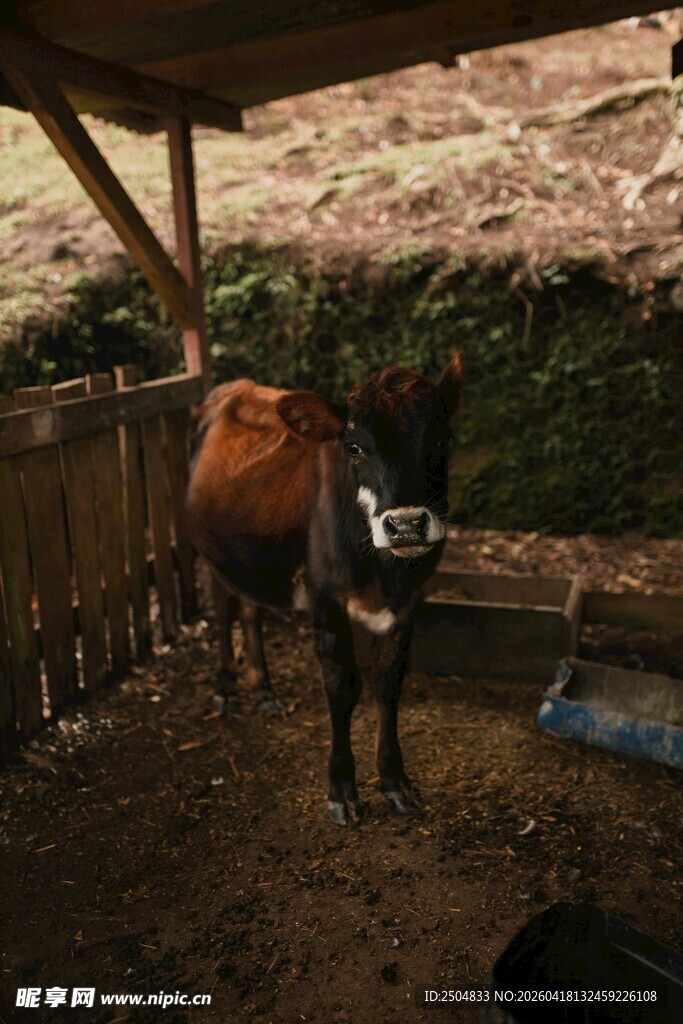 牛在棚舍内进食场景