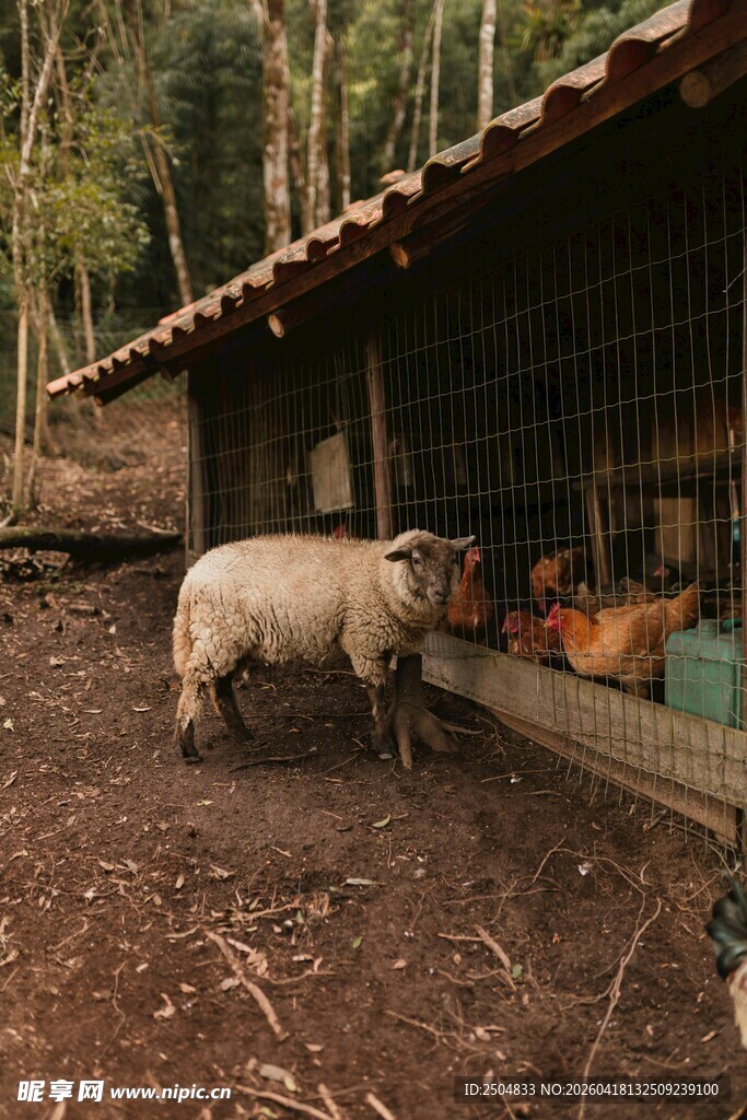 羊在木屋旁与鸡共处