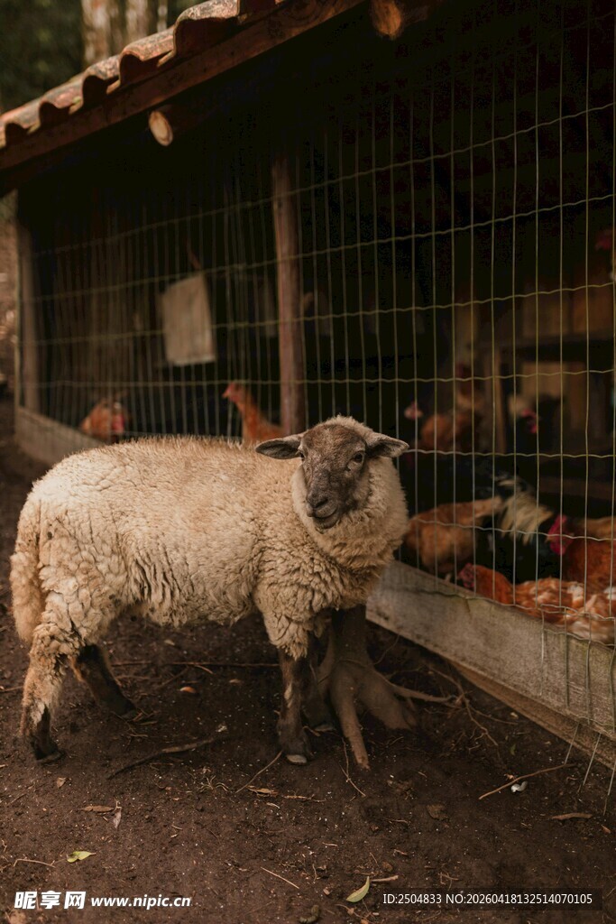 羊圈中的绵羊