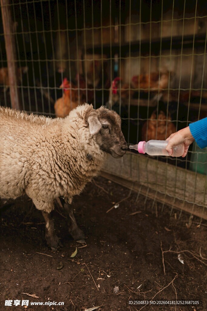羊与鸡共处的温馨农场场景