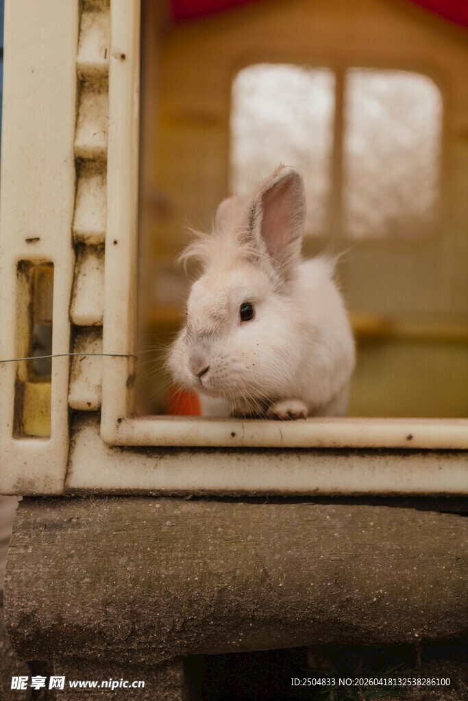 窗边可爱白兔探头张望