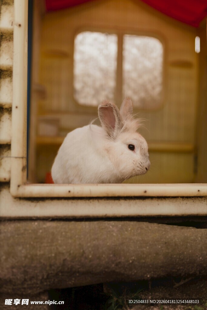 可爱白兔探出温馨兔舍