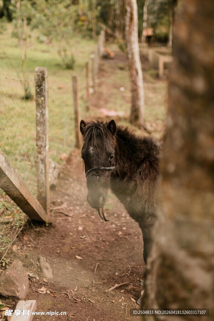 围栏边探头的可爱动物