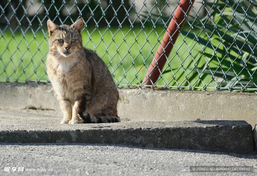 户外独坐的棕色猫咪