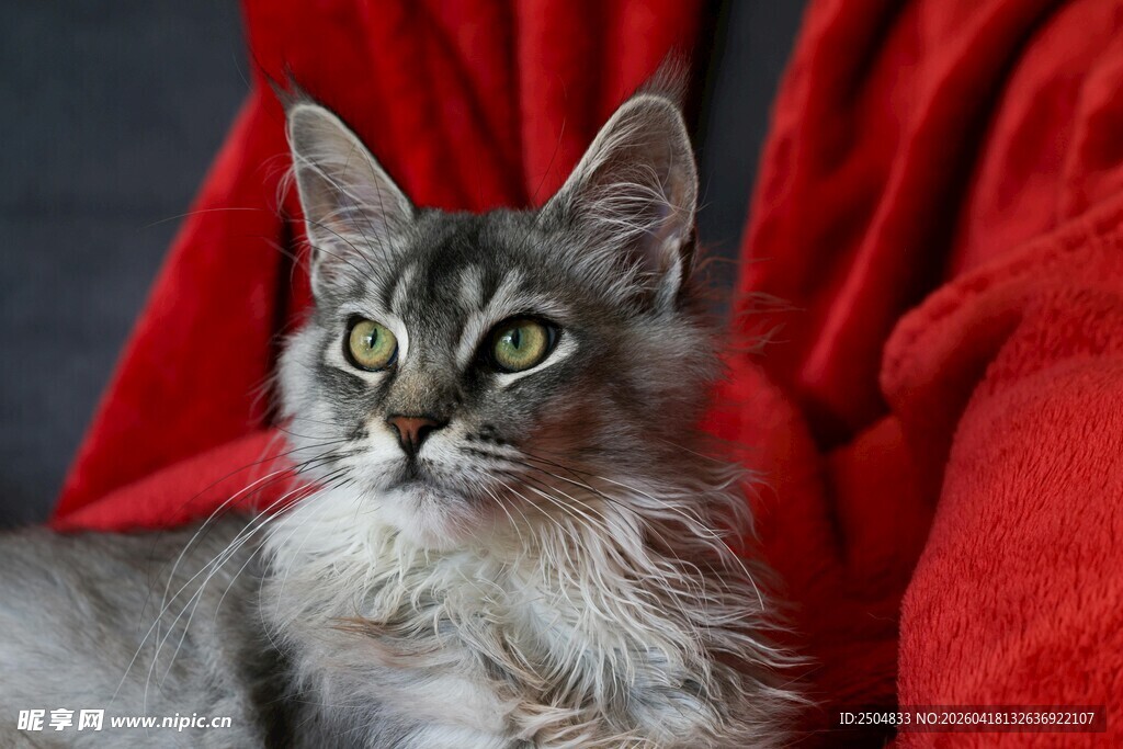 长毛灰猫躺于红布上
