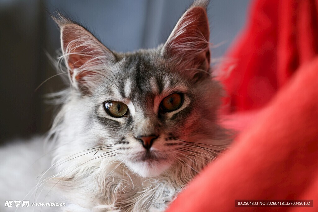 长毛灰猫凝视镜头