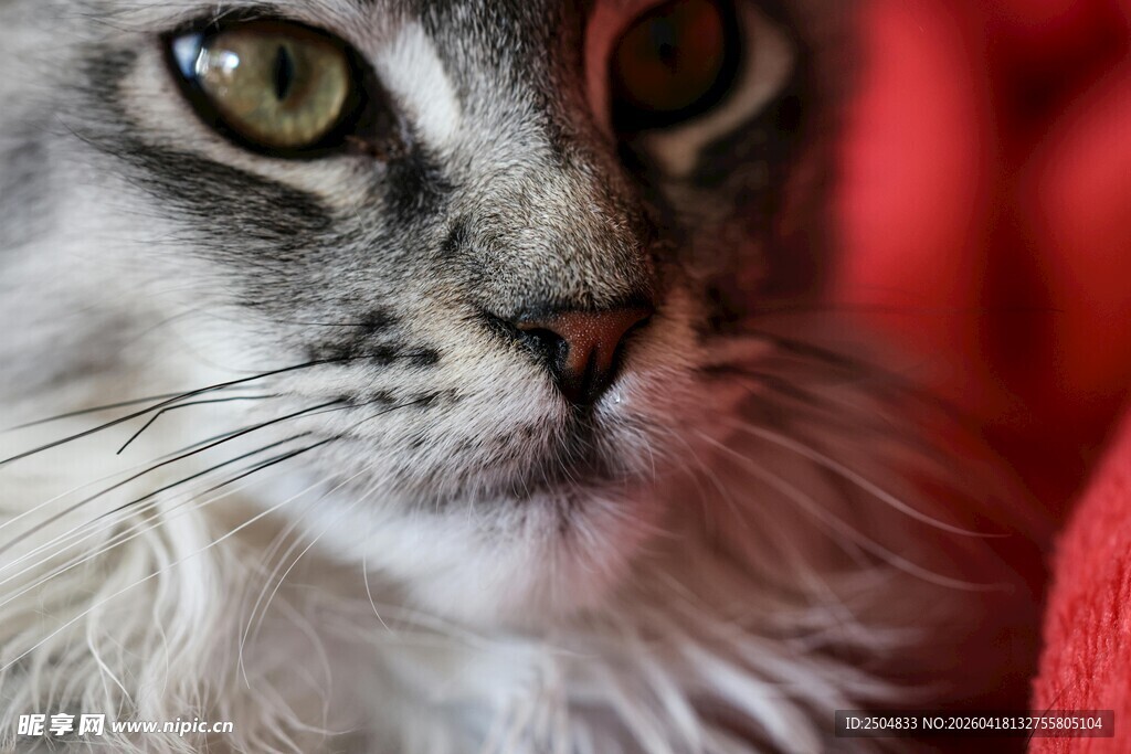 长毛猫咪特写
