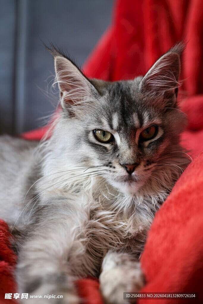 慵懒猫咪卧于红布之上