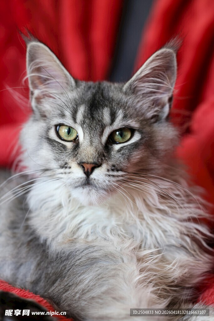 长毛灰猫的优雅瞬间