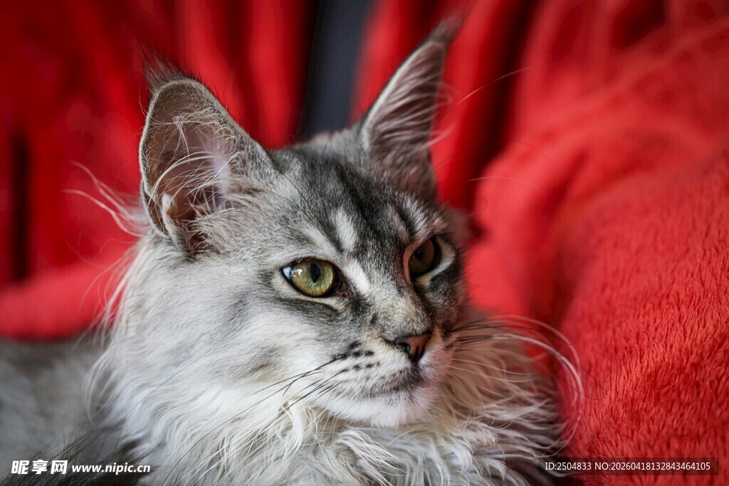 长毛灰猫坐于红布之上