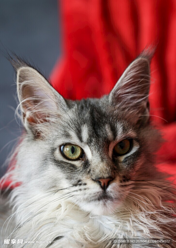 长毛灰猫的可爱特写