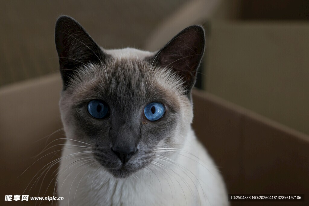 蓝眼暹罗猫特写
