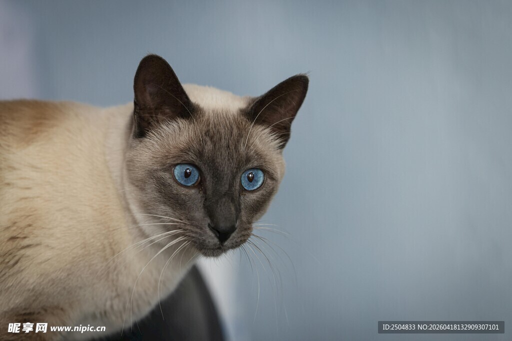 蓝眼暹罗猫特写