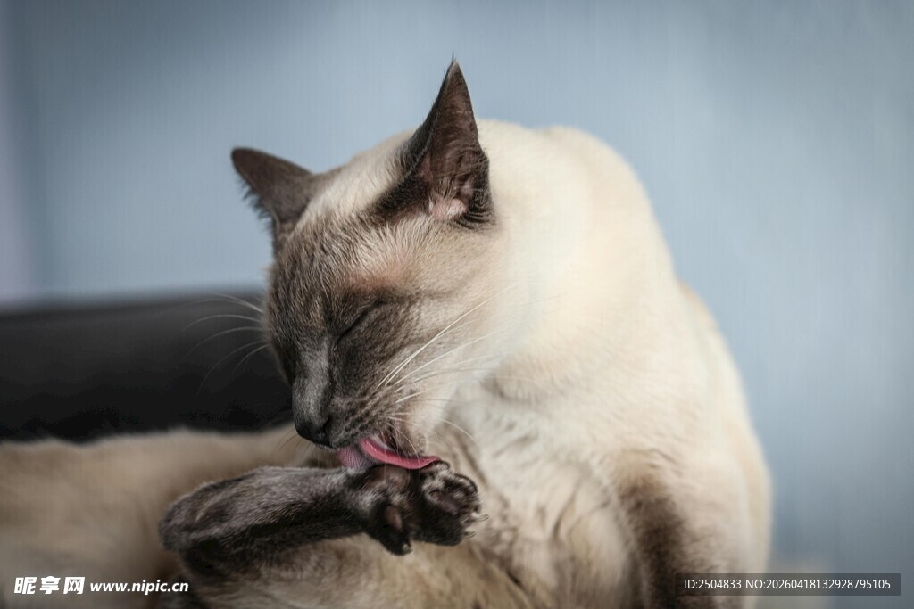 暹罗猫惬意自舔毛发