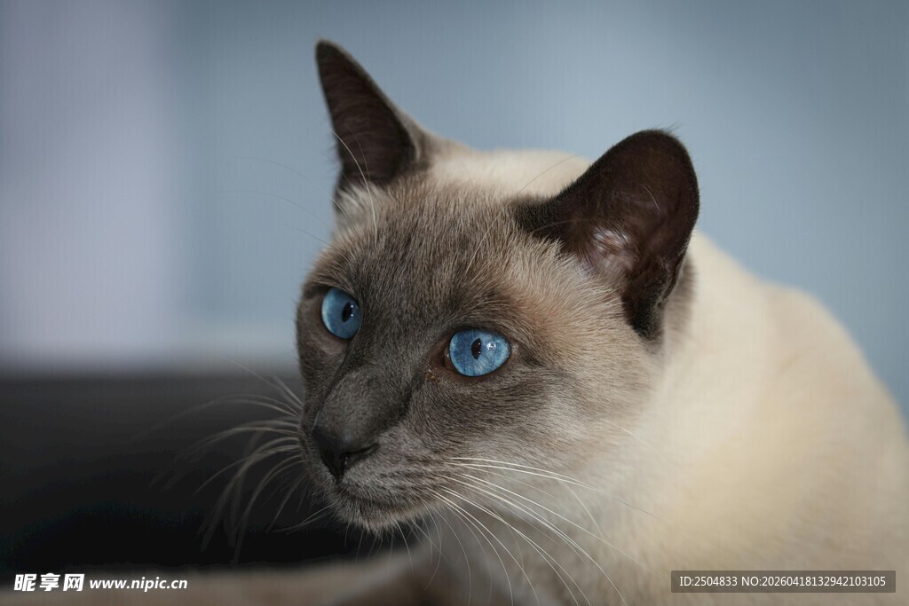 蓝眼暹罗猫的优雅瞬间