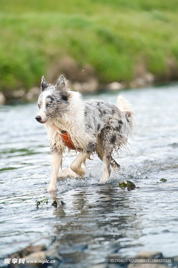 溪边奔跑的帅气毛发蓬松犬